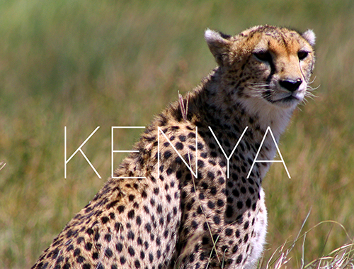 Cheetah in Masai Mara, Kenya Travel Postcard 1 Cheetah in Masai Mara, Kenya Travel Postcard