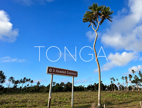 Three-Headed Coconut Tree, Tonga Travel Postcard