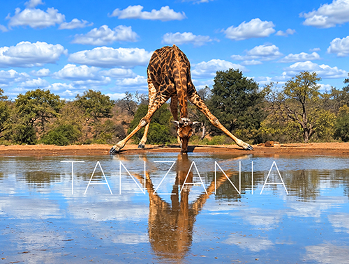 Giraffe in Serengeti Park, Tanzania Travel Postcard