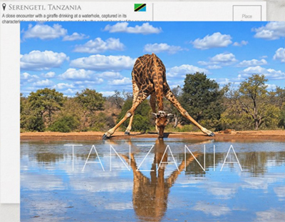 Giraffe in Serengeti Park, Tanzania Travel Postcard